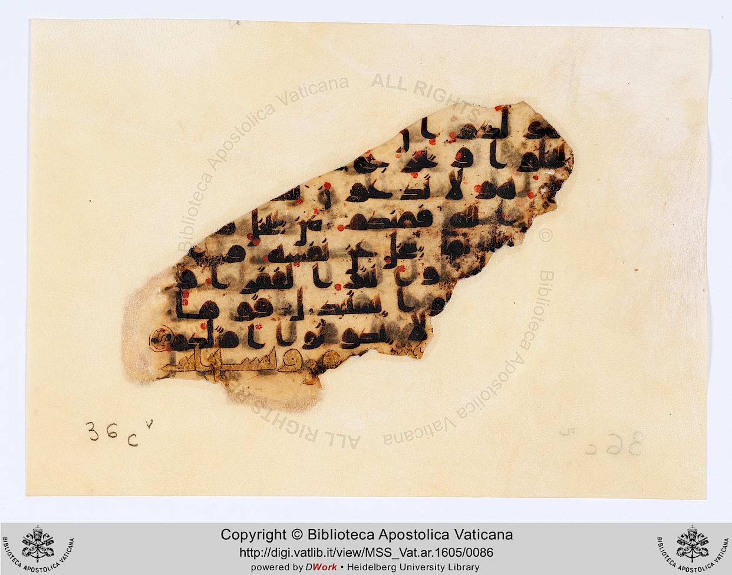 Rome, Biblioteca Apostolica Vaticana, Vat. Ar. 1605 (36), in kūfī D.IV script, showing Surah 47:37 from 8th to 9th Century AD found in Fustat (Old Cairo), Egypt, currently housed at Biblioteca Apostolica Vaticana, Rome